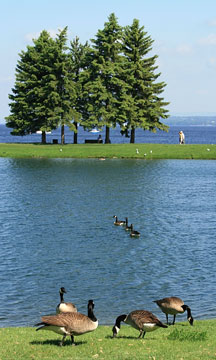 Canada geese in Andrew Haydon Park, Ottawa