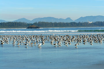 birds on Long Beach, Tofino, British Columbia